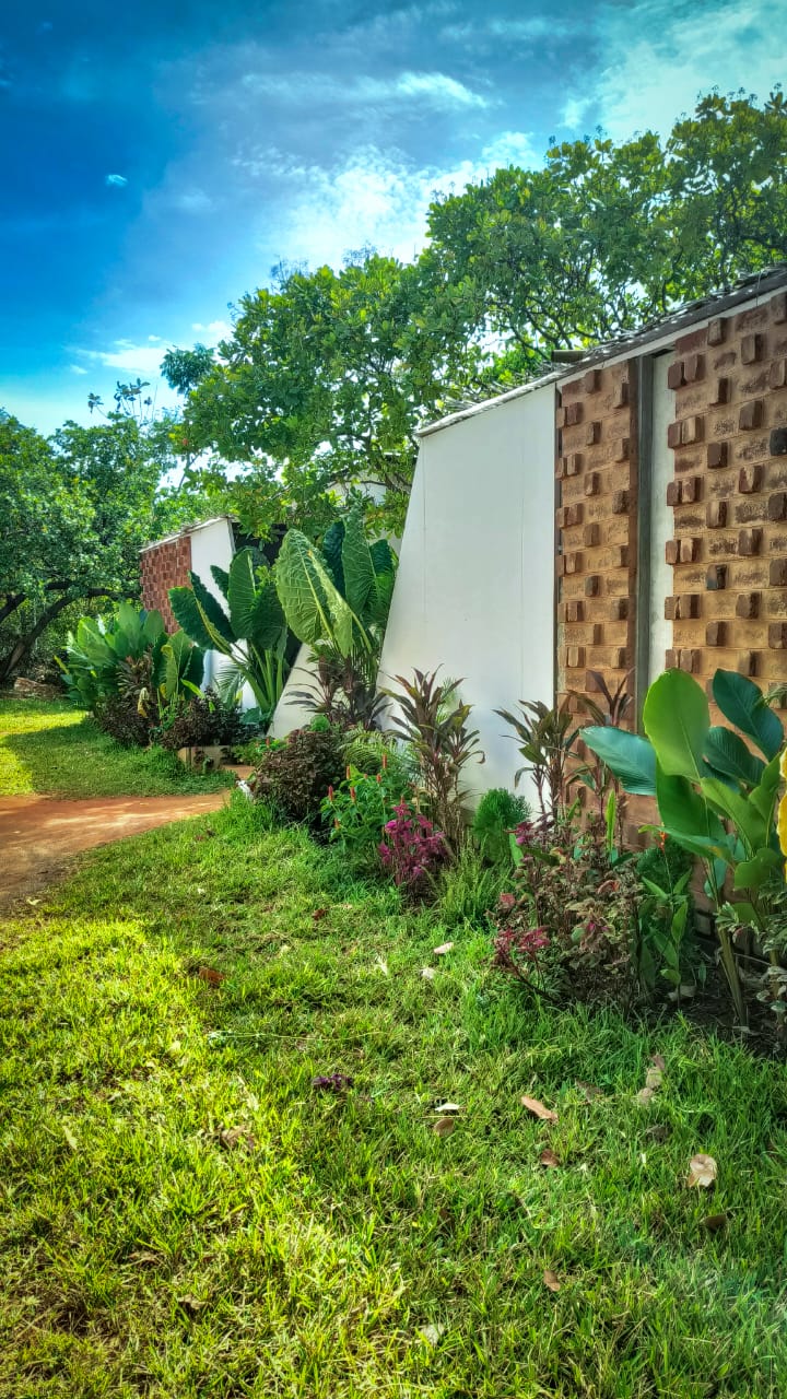 Beautiful tropical garden entrance with mature tree and elephant ear plants